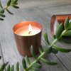Spark Square Succulent Spark Candle